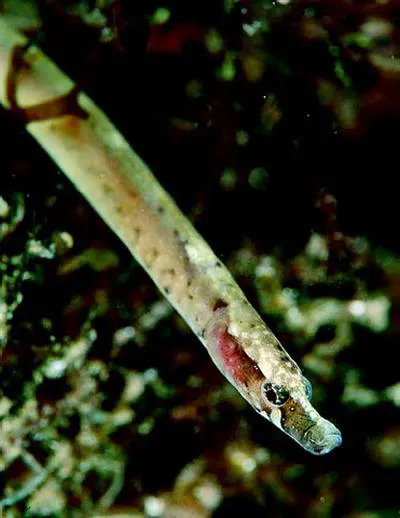 Worm pipefish (Nerophis lumbriciformis)