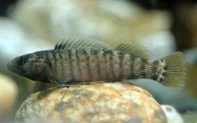 Wounded darter (Etheostoma vulneratum)