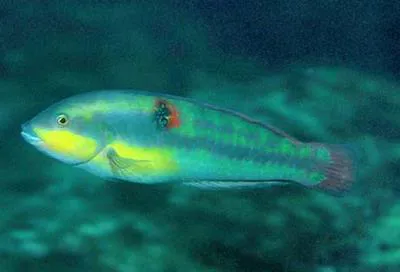 Wounded wrasse (Halichoeres chierchiae)