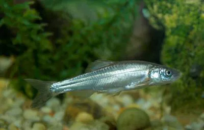 Woundfin (Plagopterus argentissimus)