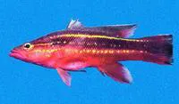 Wrasse ass bass (Liopropoma fasciatum)