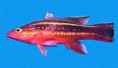 Wrasse ass bass (Liopropoma fasciatum)