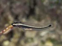 Wrasse blenny (Hemiemblemaria simulus)