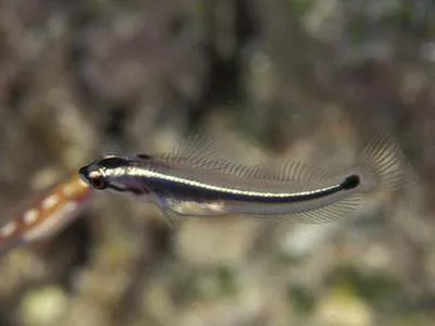 Wrasse blenny (Hemiemblemaria simulus)
