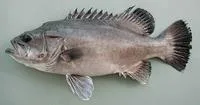Wreckfish (Polyprion americanus)
