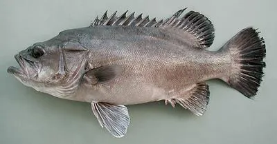 Wreckfish (Polyprion americanus)