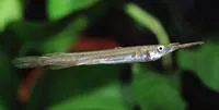 Wrestling halfbeak (Dermogenys pusilla)