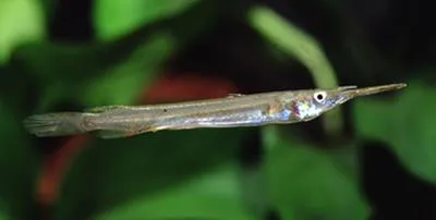 Wrestling halfbeak (Dermogenys pusilla)