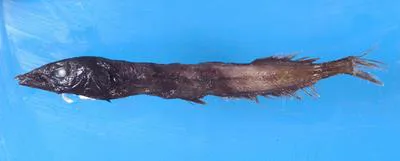 Wrinkled slickhead (Conocara kreffti)
