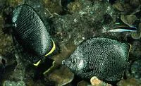 Wrought iron butterflyfish (Chaetodon daedalma)