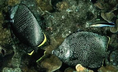 Wrought iron butterflyfish (Chaetodon daedalma)