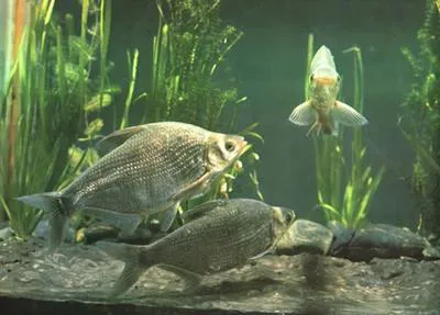 Wuchang bream (Megalobrama amblycephala)