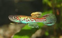 Wuendsch's killi (Aphyosemion wuendschi)