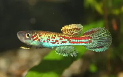 Wuendsch's killi (Aphyosemion wuendschi)