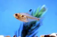X-ray tetra (Pristella maxillaris)