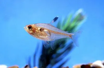 X-ray tetra (Pristella maxillaris)