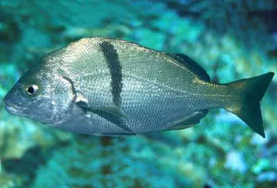 Xantic sargo (Anisotremus davidsonii)