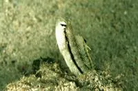 Xestus sabretooth blenny (Petroscirtes xestus)