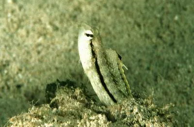 Xestus sabretooth blenny (Petroscirtes xestus)