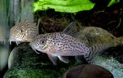 Xingu corydoras (Corydoras xinguensis)