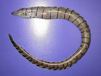 Y-bar moray (Gymnothorax ypsilon)