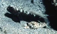 Y-bar shrimp goby (Cryptocentrus fasciatus)