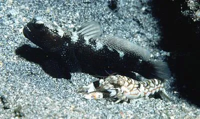 Y-bar shrimp goby (Cryptocentrus fasciatus)