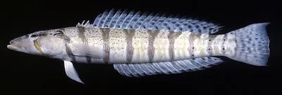 Y-Barred Sandperch (Parapercis lata)