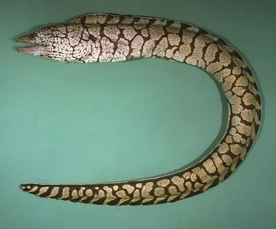 Y-patterned moray (Gymnothorax berndti)