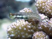 Yaeyama blenny (Ecsenius yaeyamaensis)