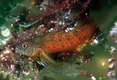Yaldwyn's triplefin (Notoclinops yaldwyni)