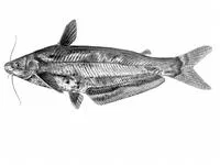 Yangambi butterbarbel (Schilbe yangambianus)