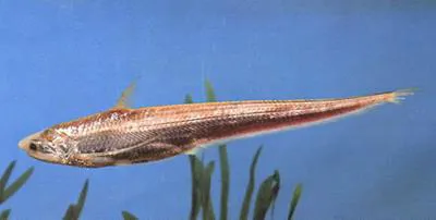 Yangtse grenadier anchovy (Coilia brachygnathus)