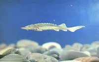Yangtze sturgeon (Acipenser dabryanus)