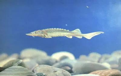 Yangtze sturgeon (Acipenser dabryanus)