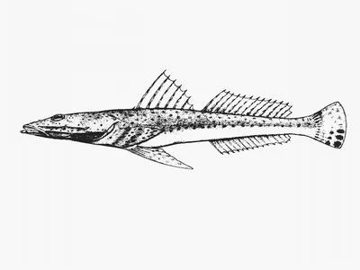 Yank flathead (Platycephalus speculator)