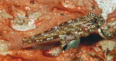 Yano?s cheek-hook goby (Ancistrogobius yanoi)