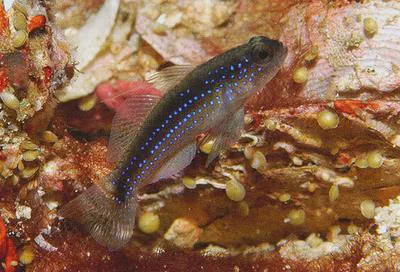 Yano?s starry goby (Asterropteryx atripes)