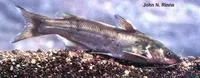Yaqui catfish (Ictalurus pricei)