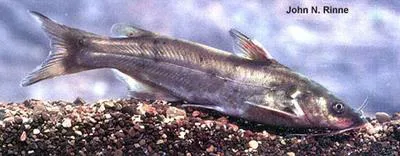 Yaqui catfish (Ictalurus pricei)