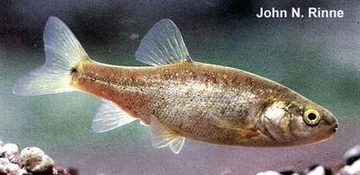 Yaqui chub (Gila purpurea)