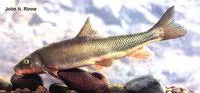 Yaqui sucker (Catostomus bernardini)