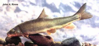 Yaqui sucker (Catostomus bernardini)