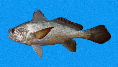 Yawning stardrum (Stellifer oscitans)