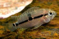 Yellow acara (Aequidens metae)