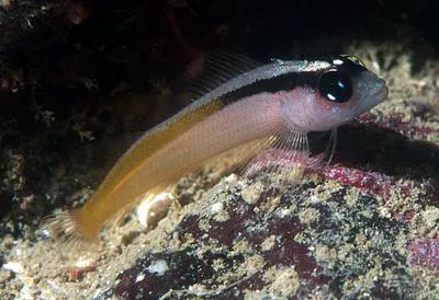 Yellow-and-black triplefin (Forsterygion flavonigrum)
