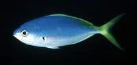 Yellow and blueback fusilier (Caesio teres)