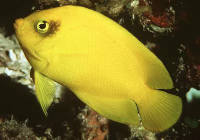 Yellow angelfish (Centropyge heraldi)