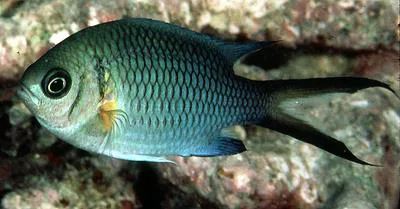 Yellow-axil chromis (Chromis xanthochira)
