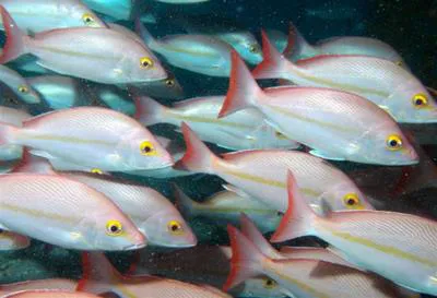 Yellow-banded snapper (Lutjanus adetii)